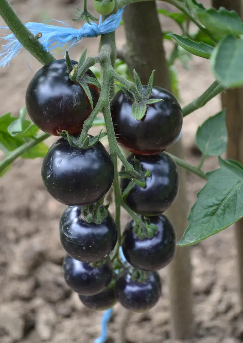 Indigo Rose Tomatoes