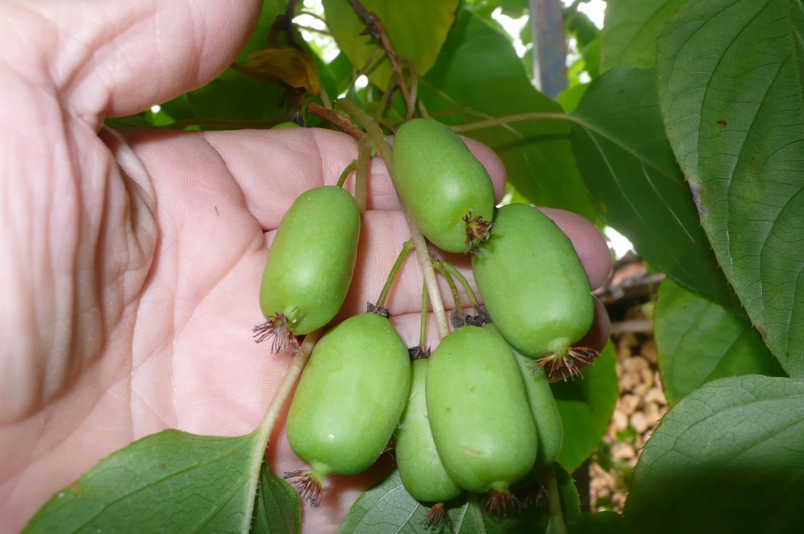 Issai hardy kiwi vines
