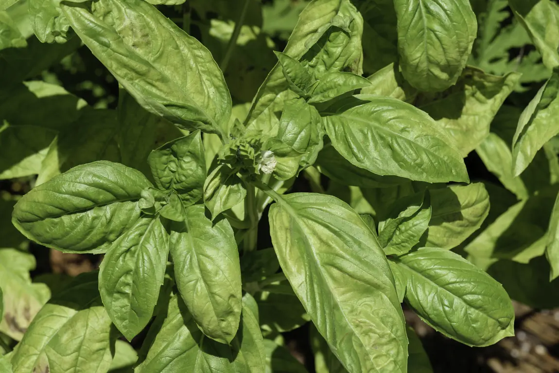 Italian Large Leaf Basil