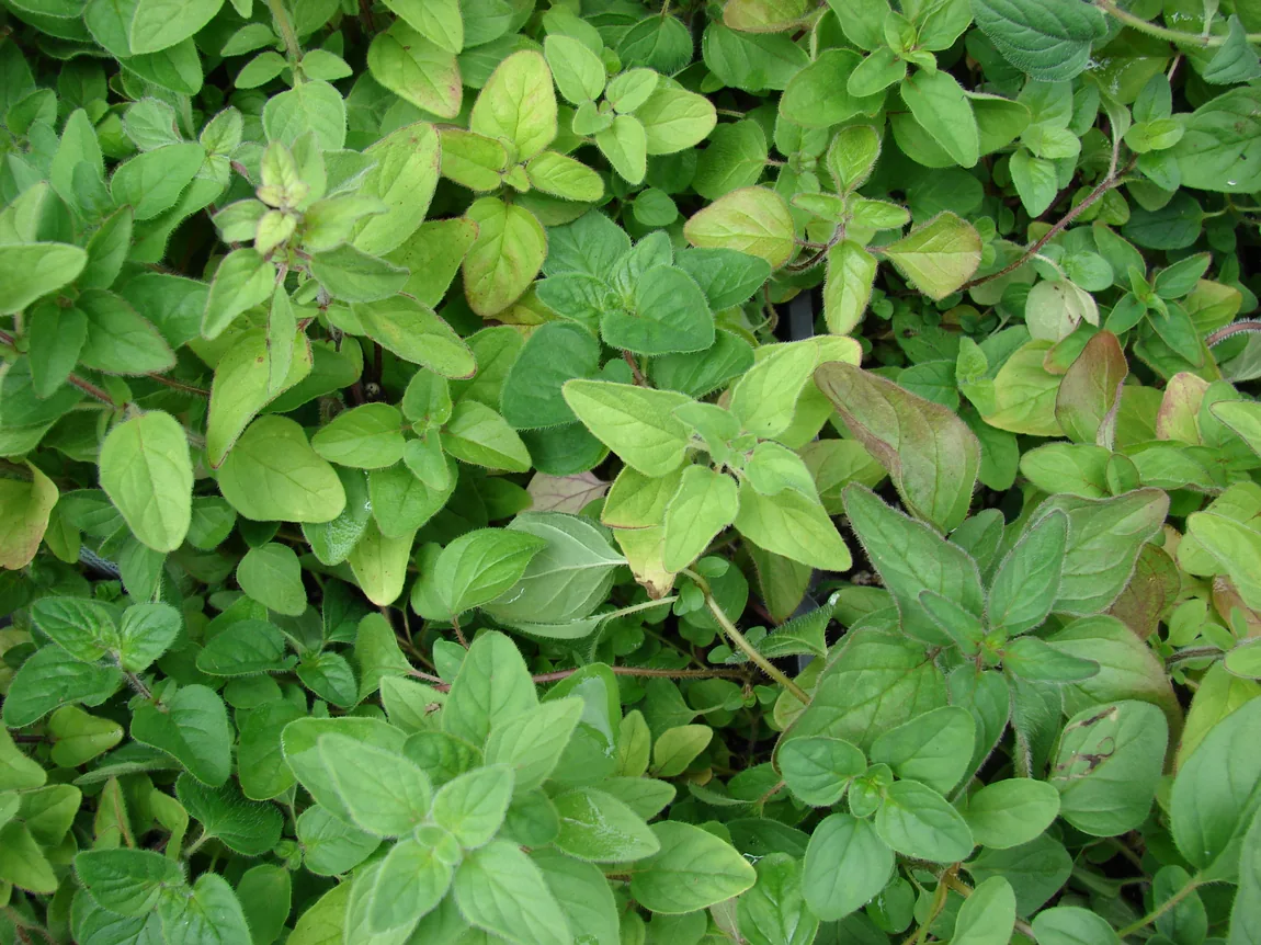 Italian Oregano