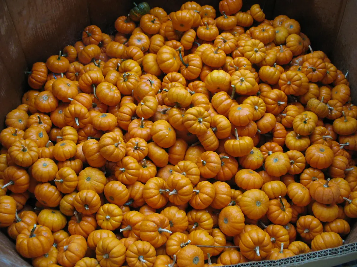 Jack Be Little Pumpkin