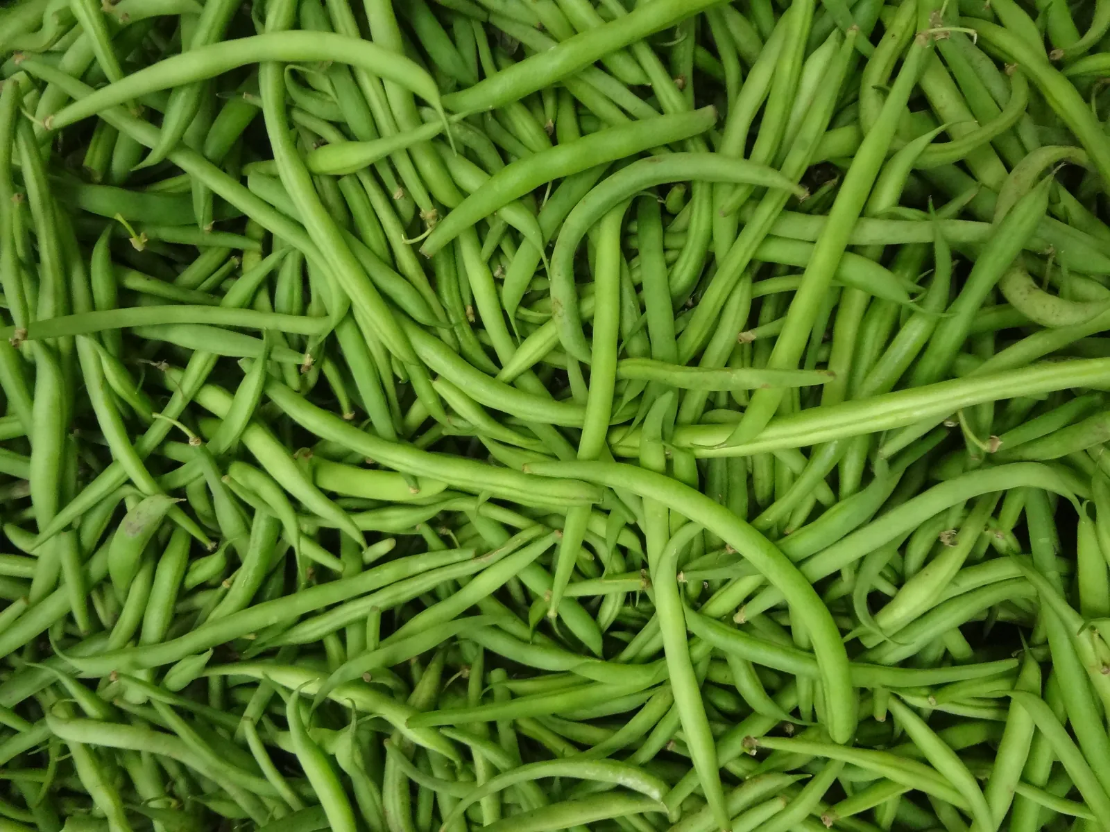Jade Bush Bean