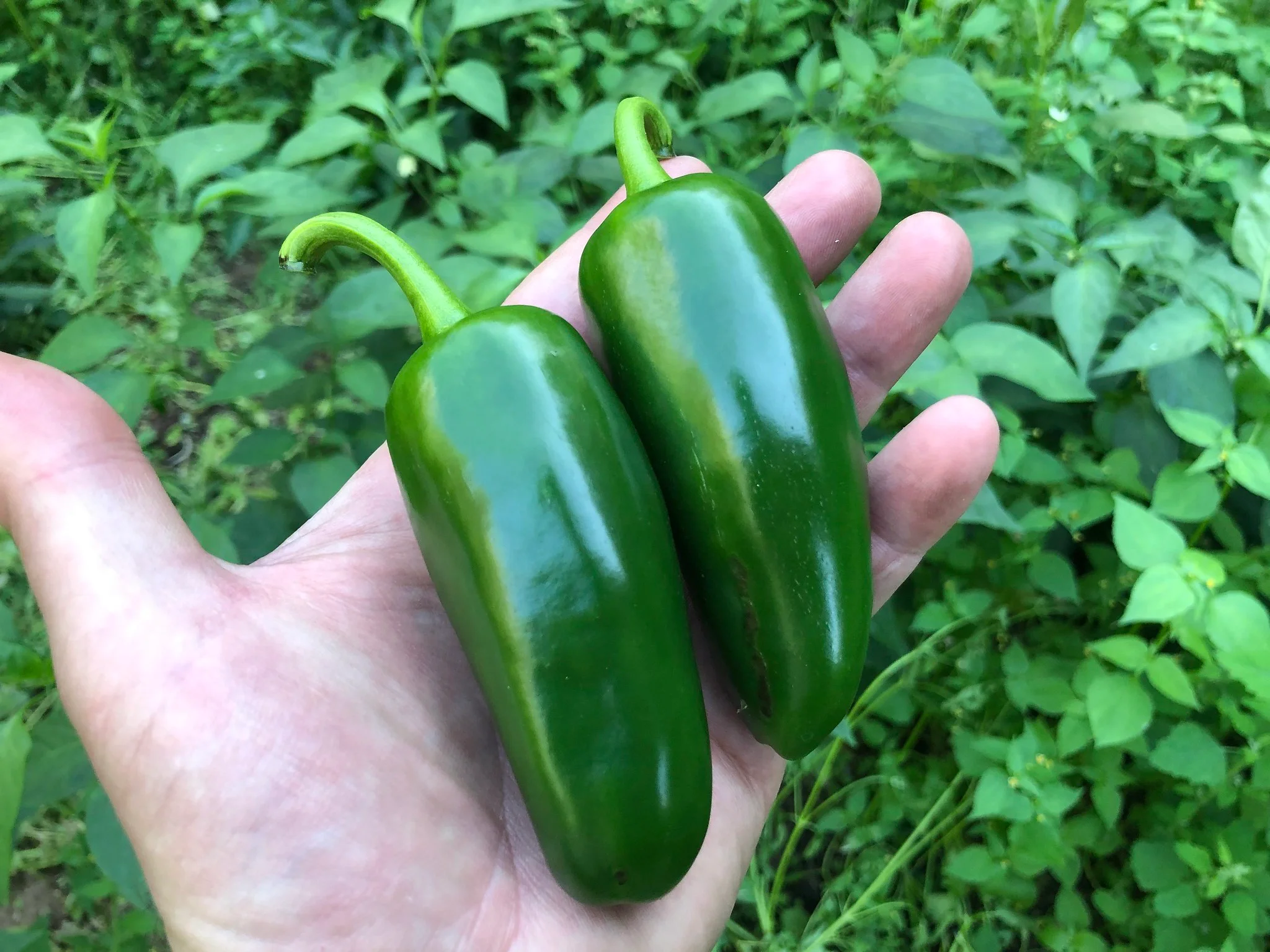 Jalapeño Peppers