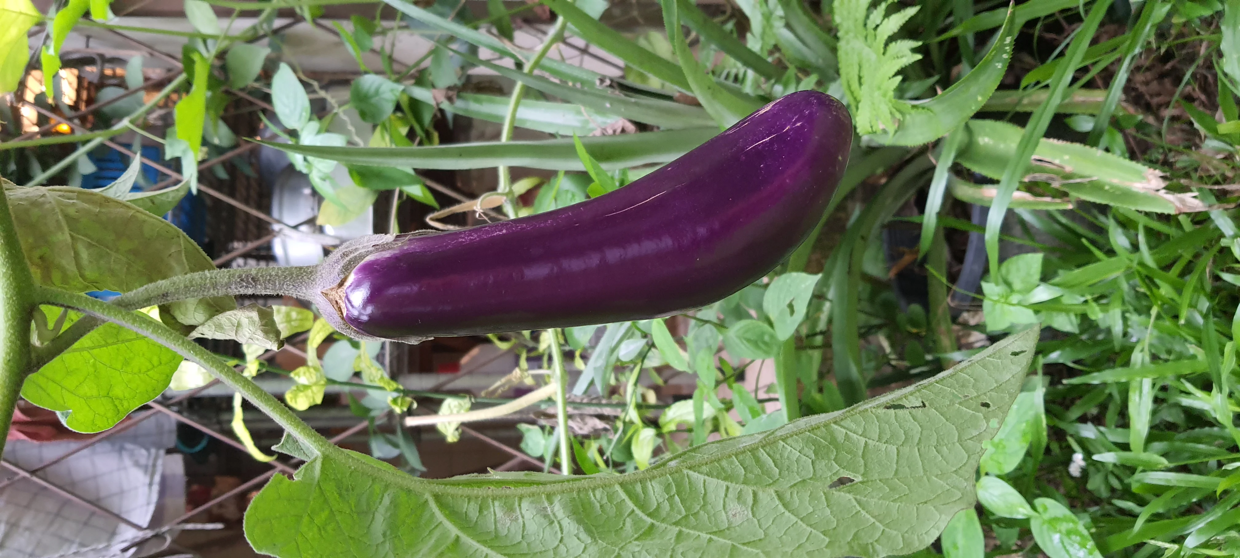 Japanese Eggplant