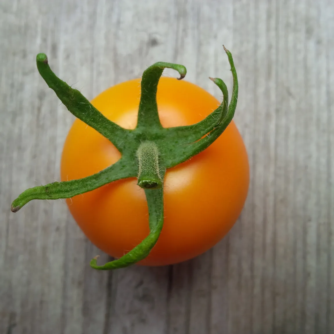 Jaune Flamme Tomatoes