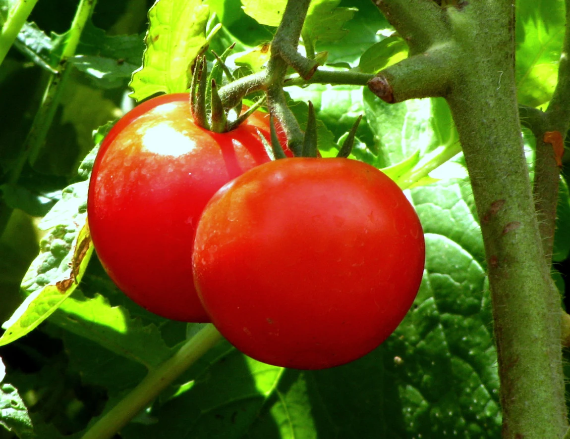 Jet Star Tomatoes