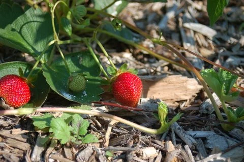 Jewel Strawberries
