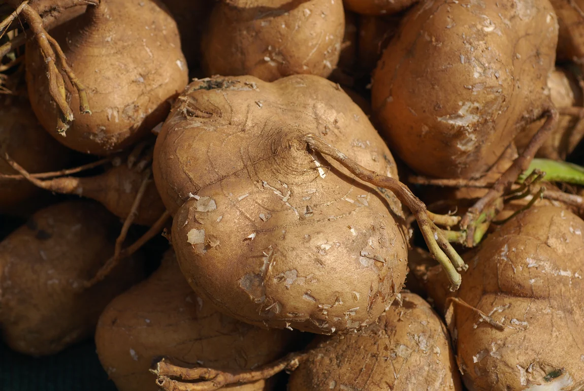 Jicama Mexican Yam Bean