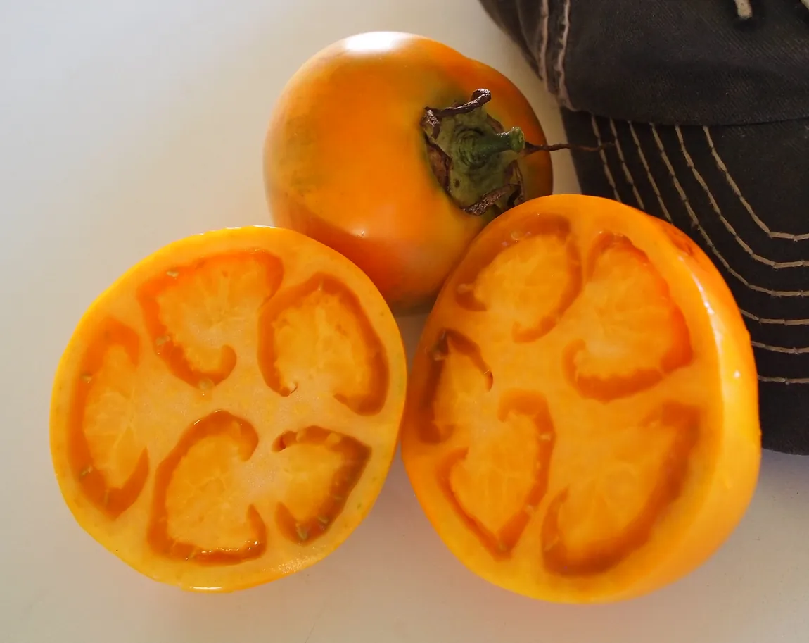 Jubilee Tomatoes