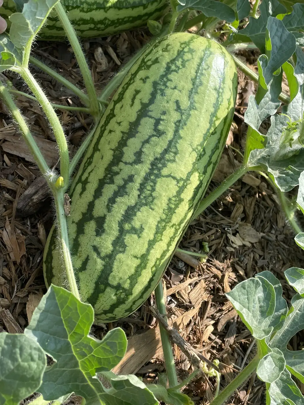 Jubilee Watermelon