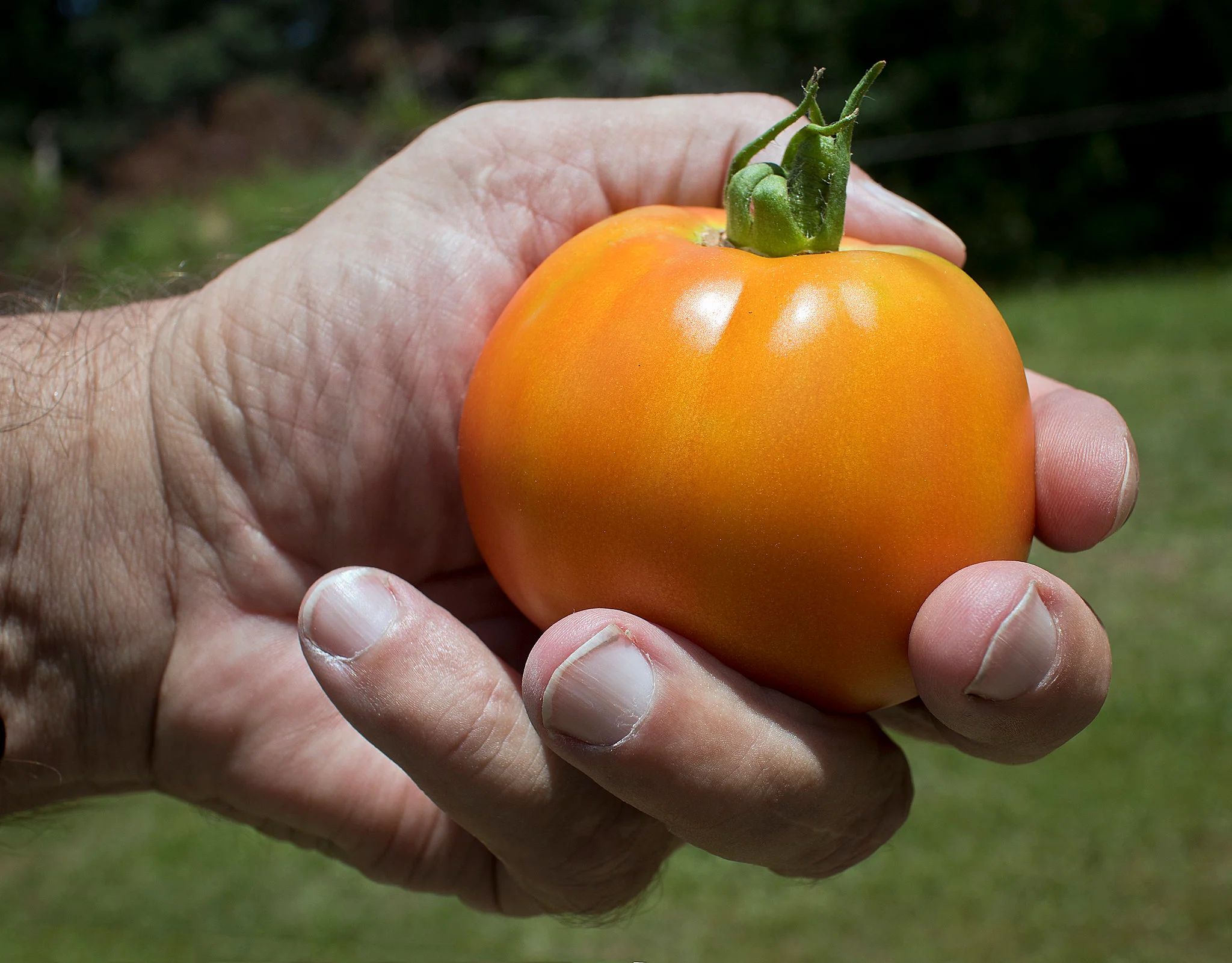 Kellogg's Breakfast tomatoes