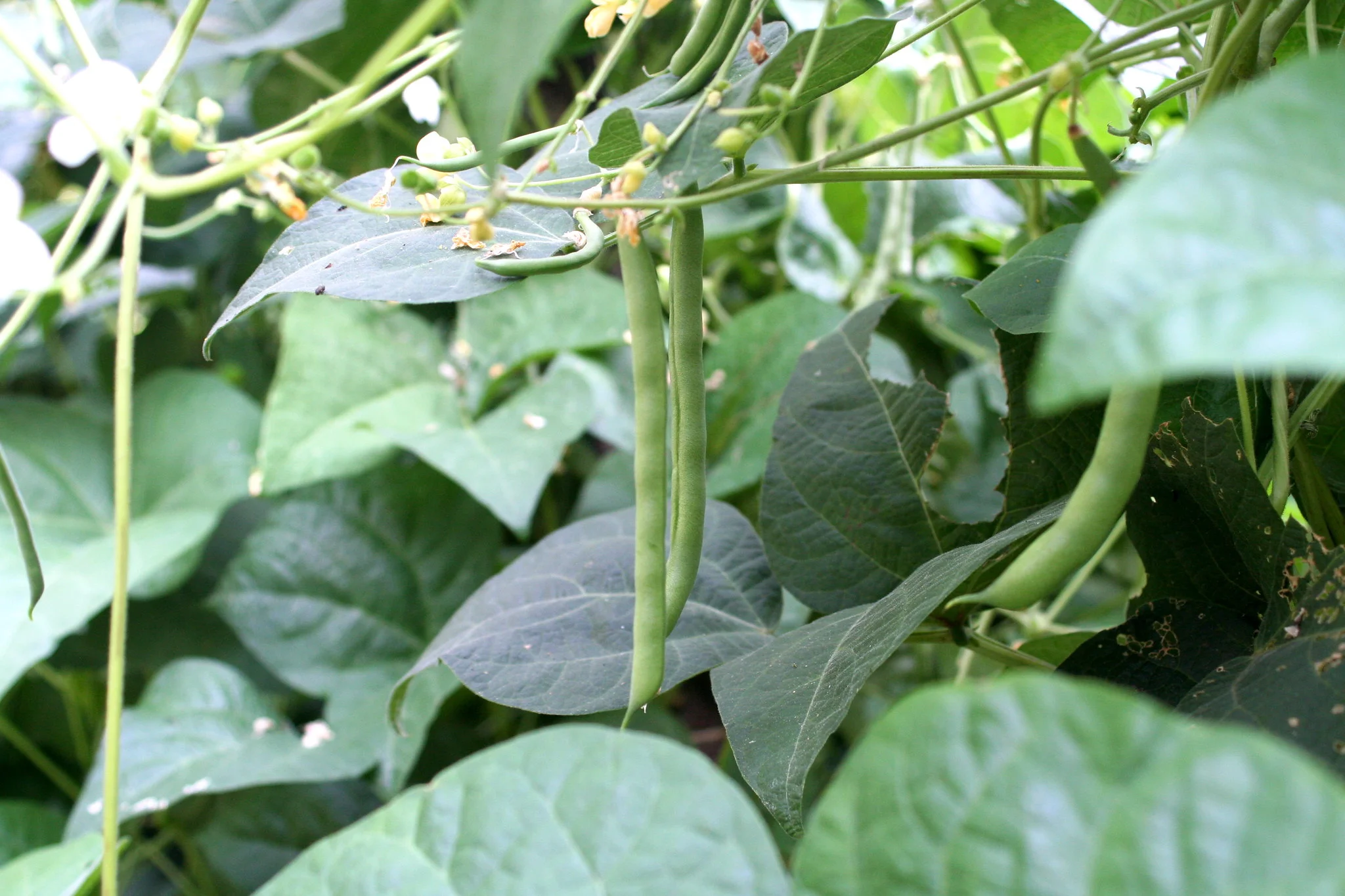 Kentucky Wonder Pole Bean