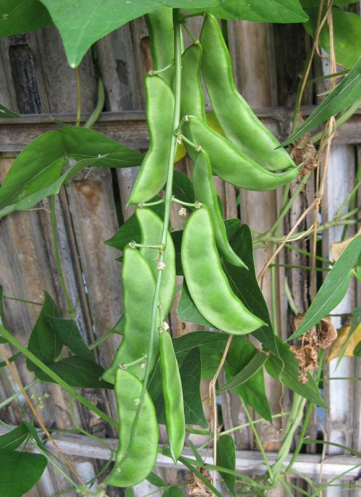King of the Garden Pole Lima Bean