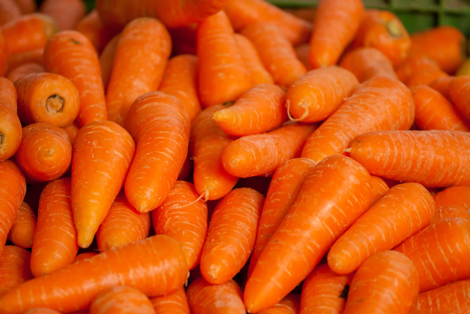 Kuroda Carrots
