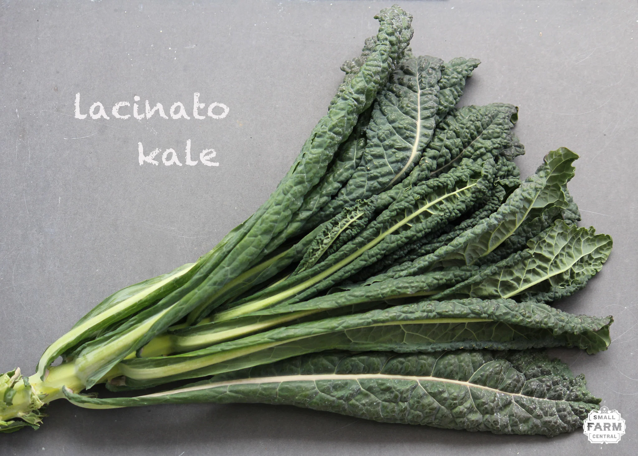 Lacinato Kale