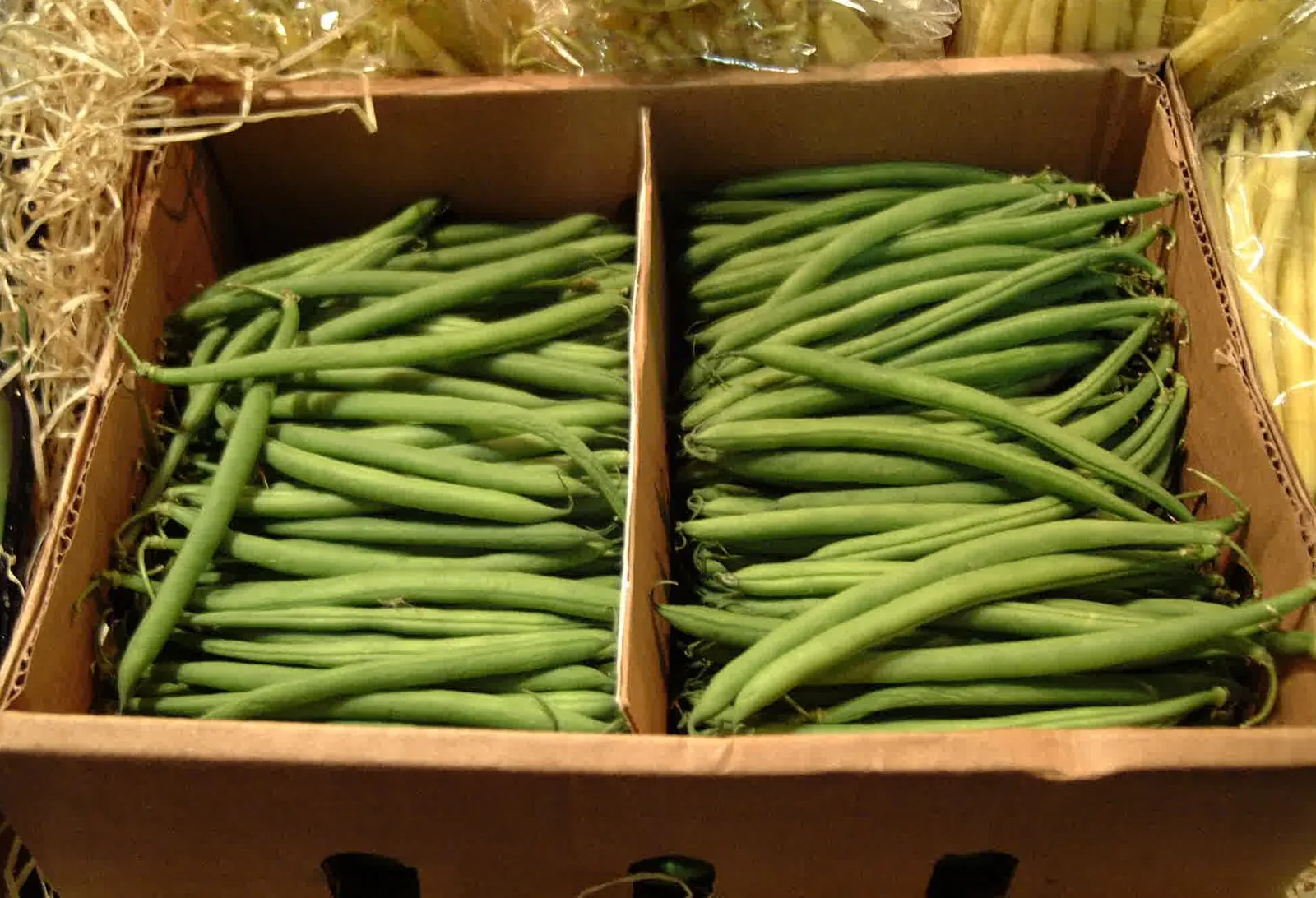 Landreth Bush Bean