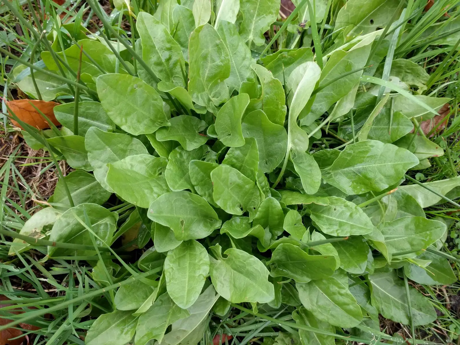 Large Leaf Sorrel