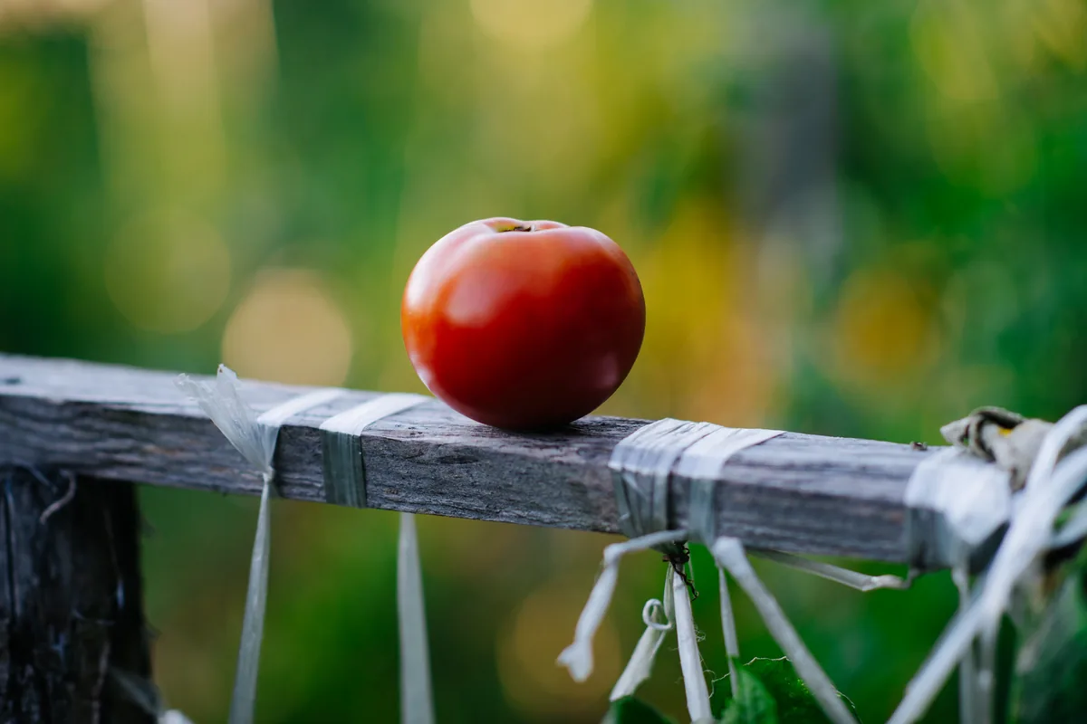 Large Red Cherry Tomatoes