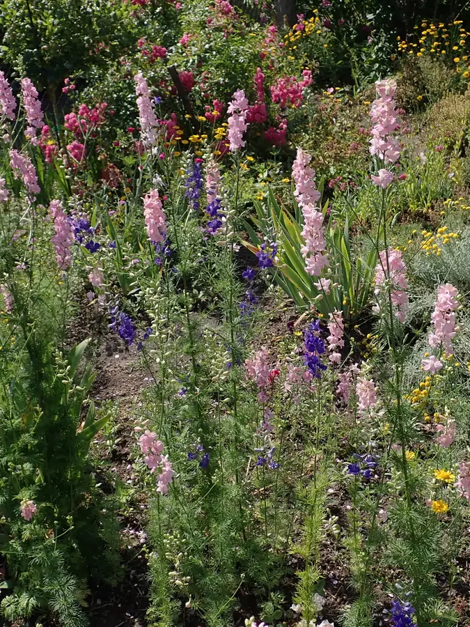 Giant Imperial Mix Larkspur Flowers