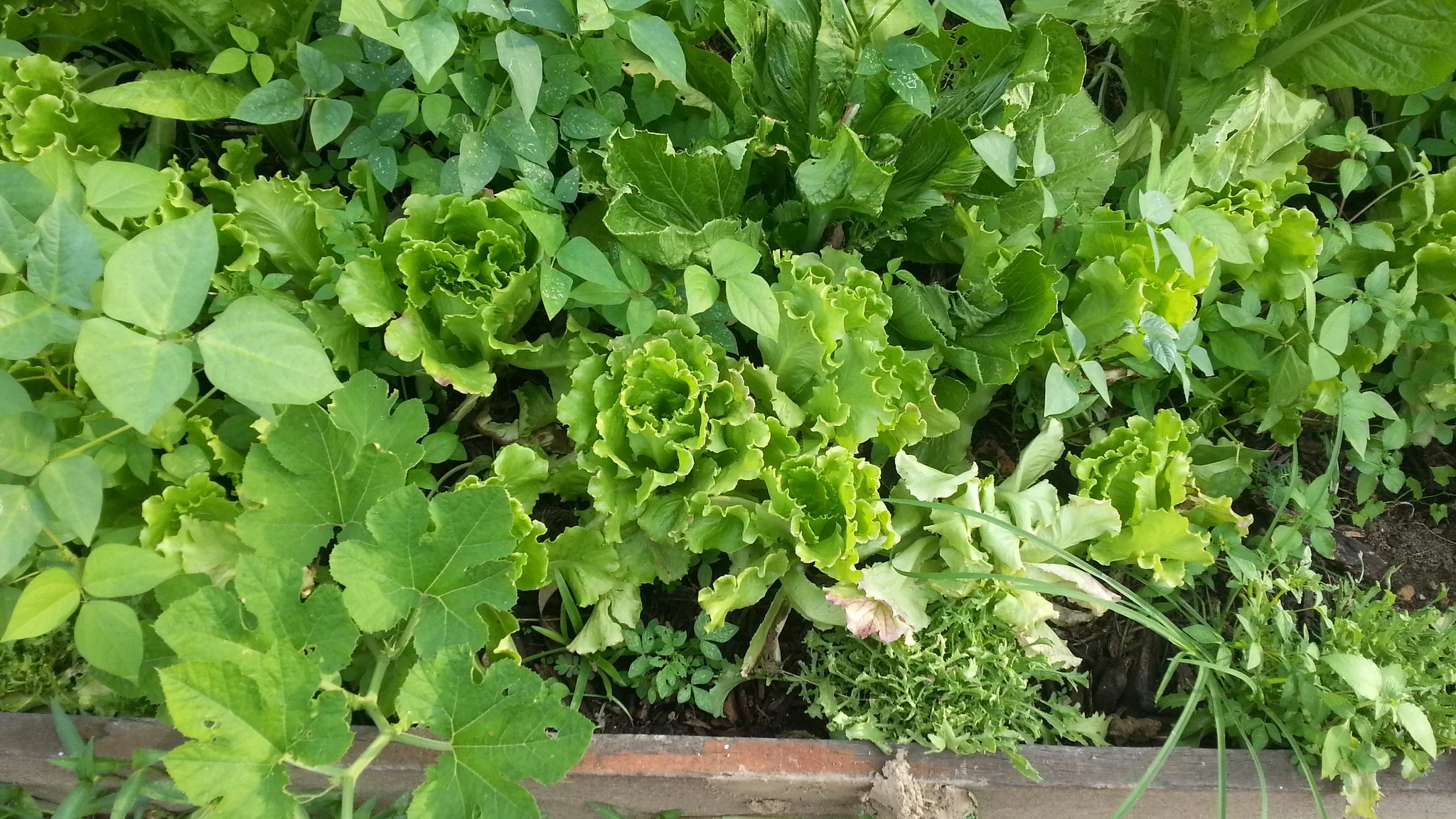 Leaf Lettuce Mix
