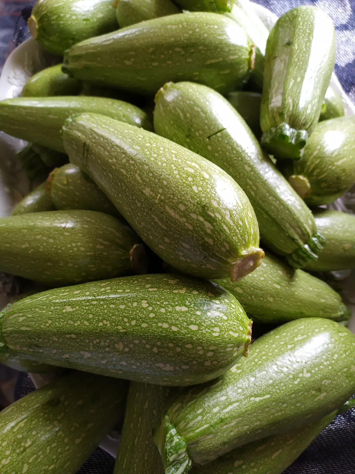 Lebanese White Bush Summer Squash