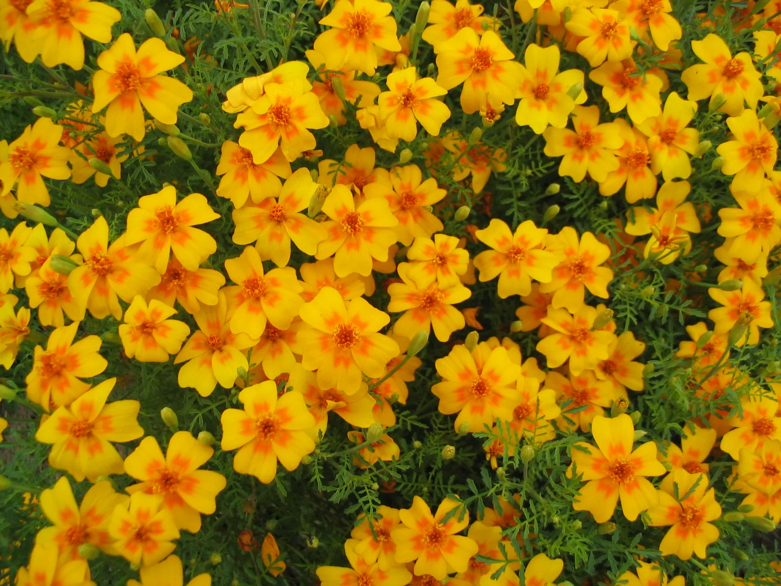 Signet marigold edible flowers