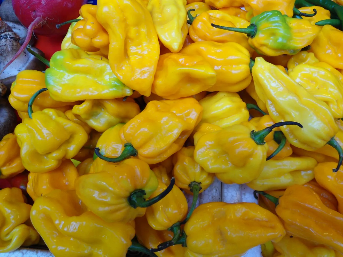 Lemon Habanero Hot Peppers