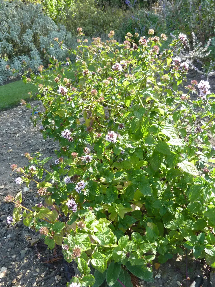 Lemon Mint Herb