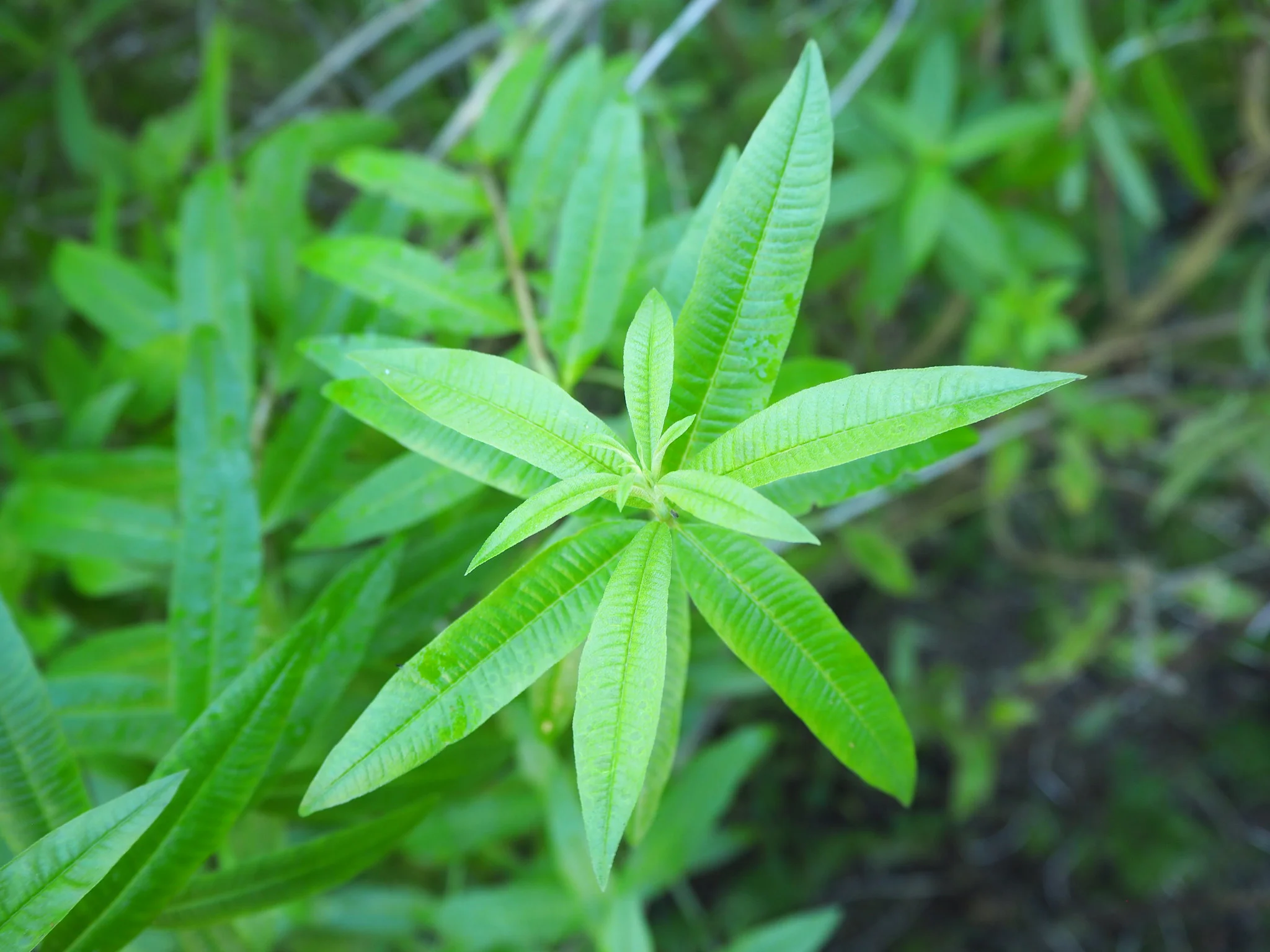 Lemon Verbena