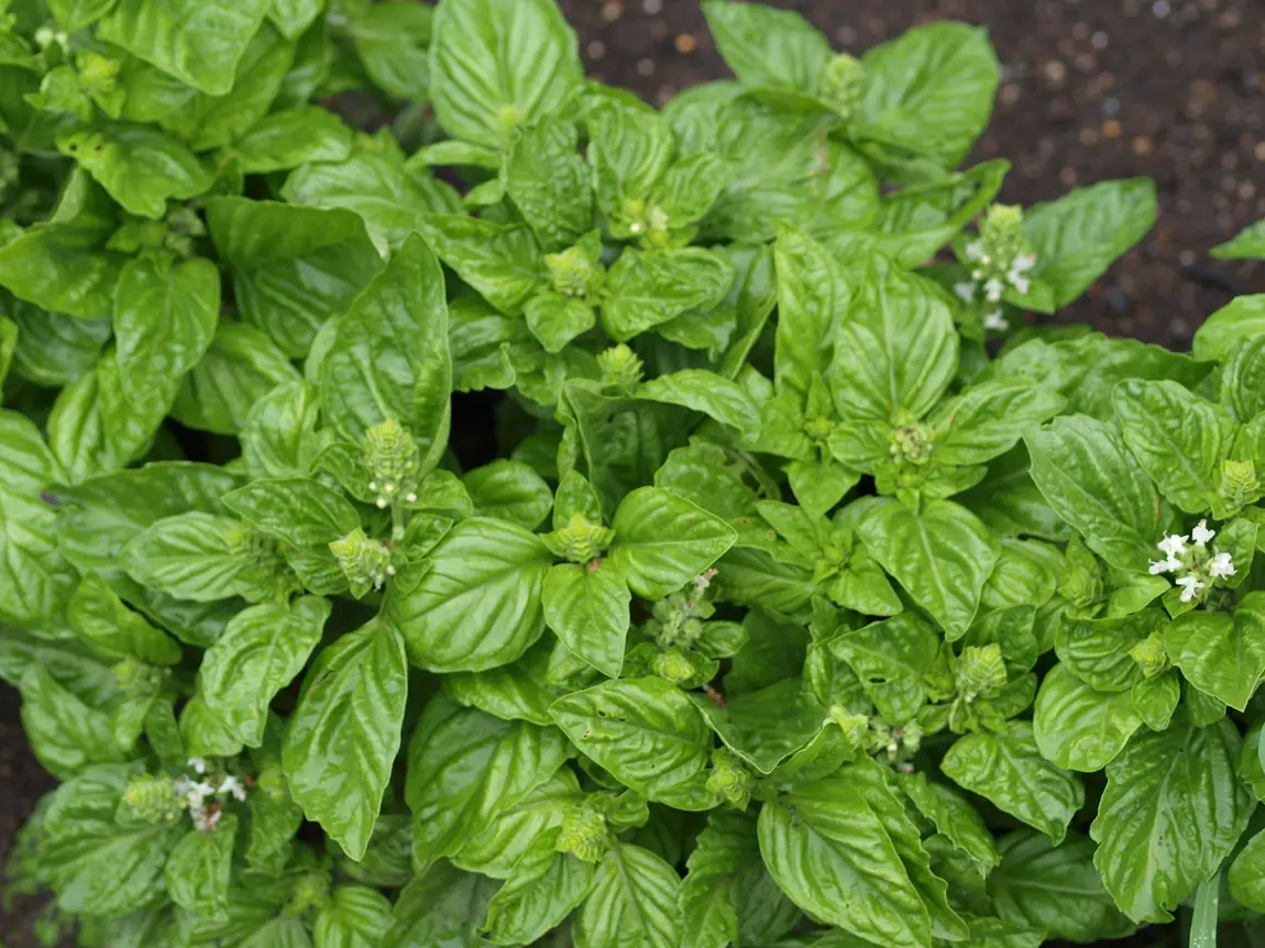 Lettuce Leaf Basil