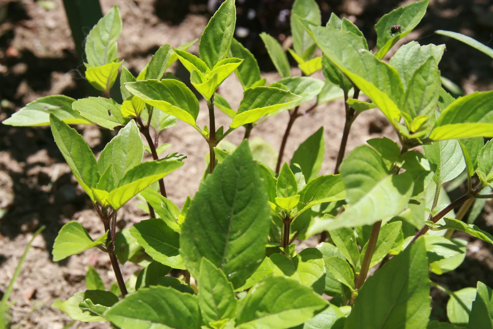 Licorice Basil