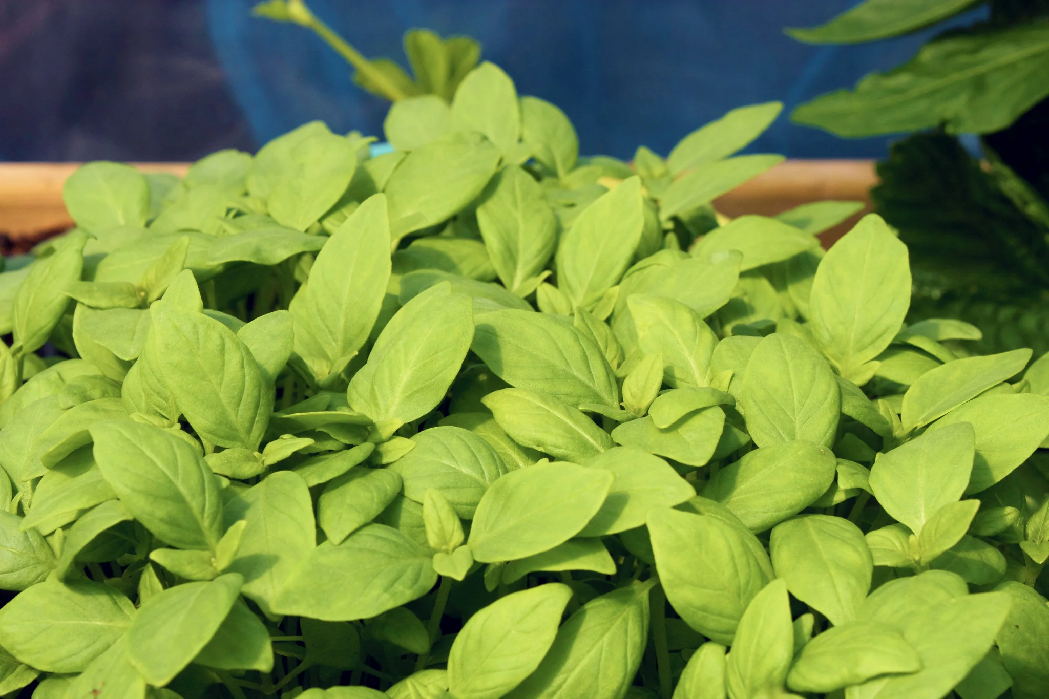 Lime Basil