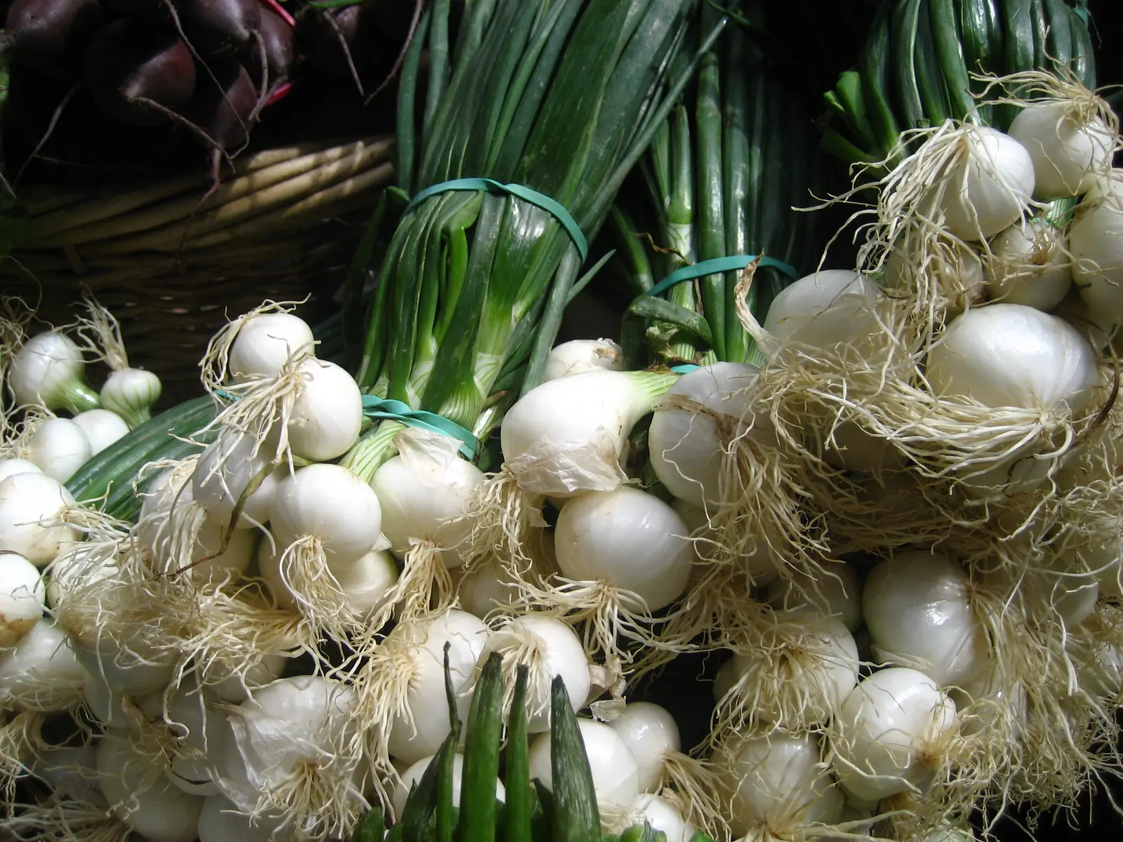 White Lisbon Bunching Onions