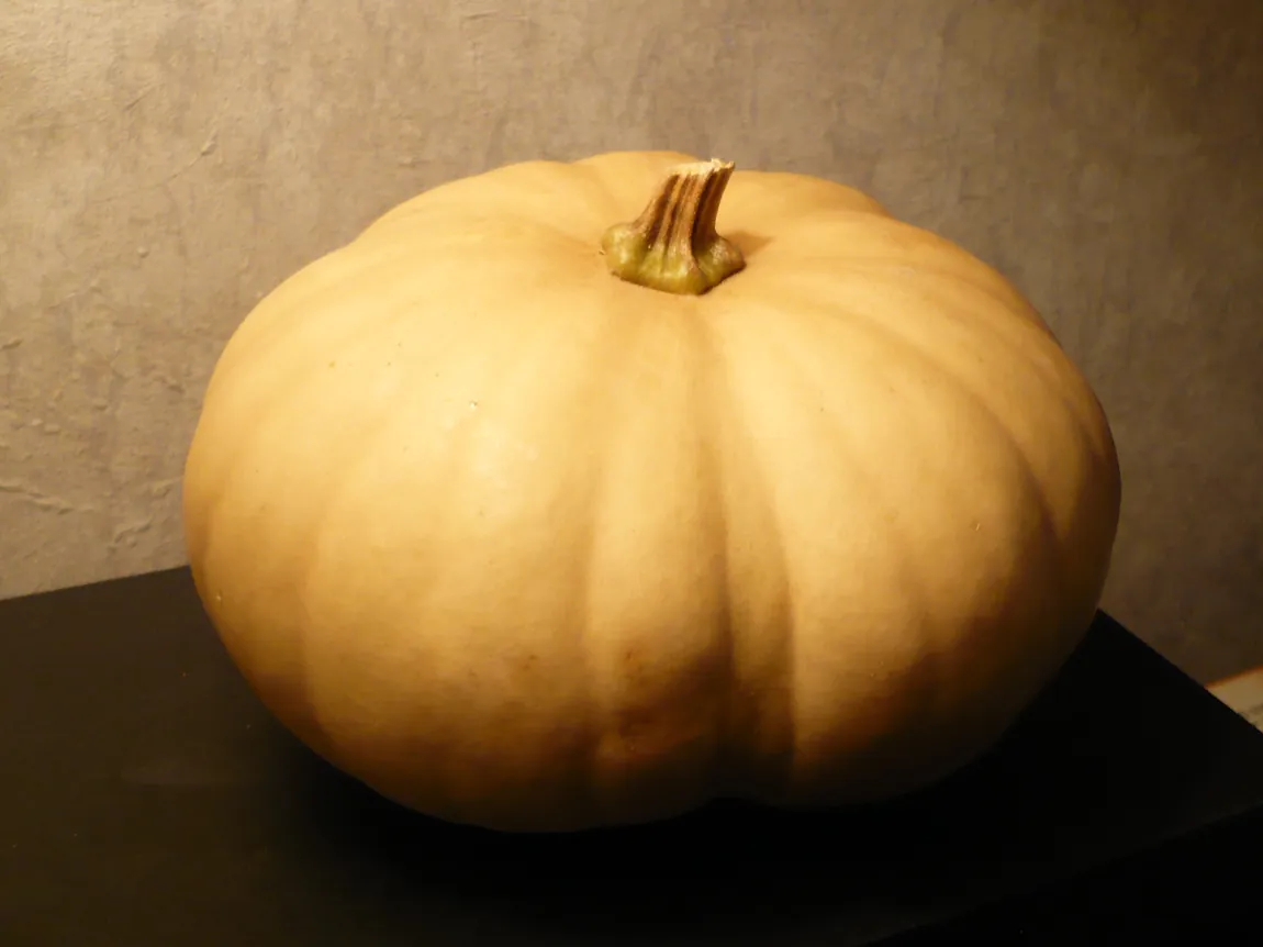 Long Island Cheese Winter Squash