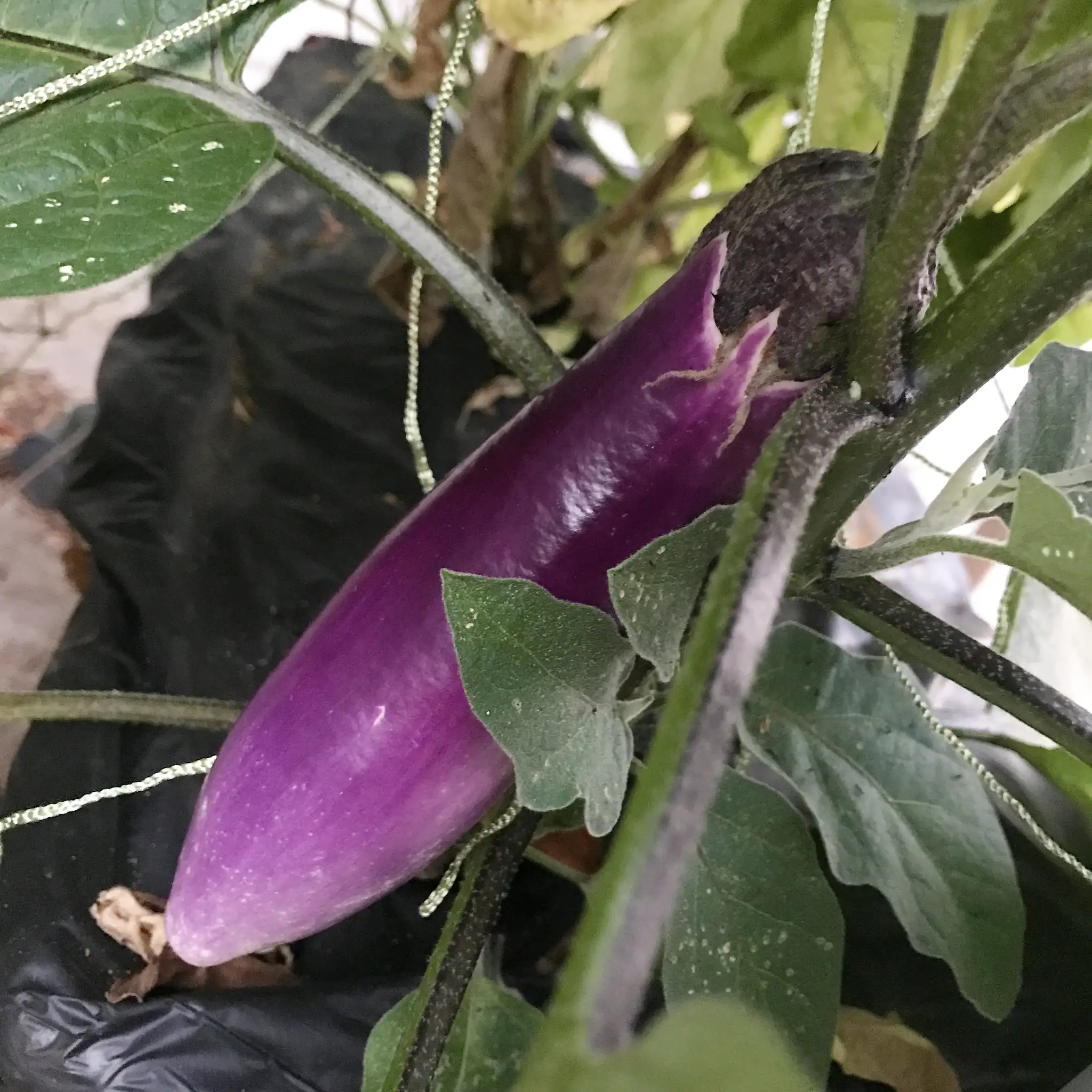Long Ping Tung Eggplant