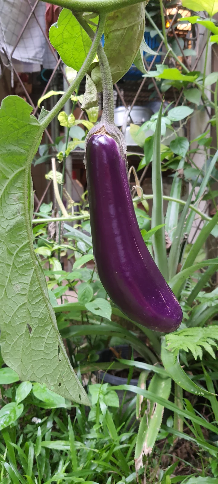 Long Purple Italian Eggplant