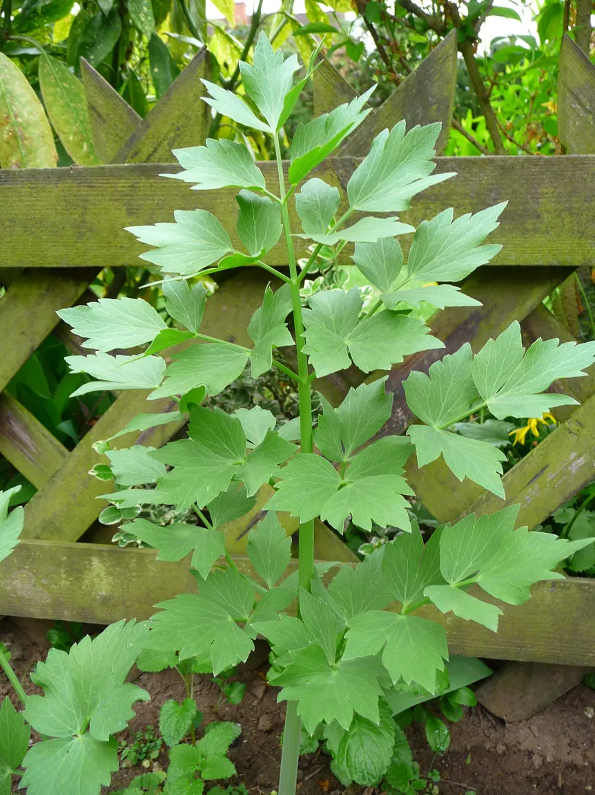 Lovage Herb