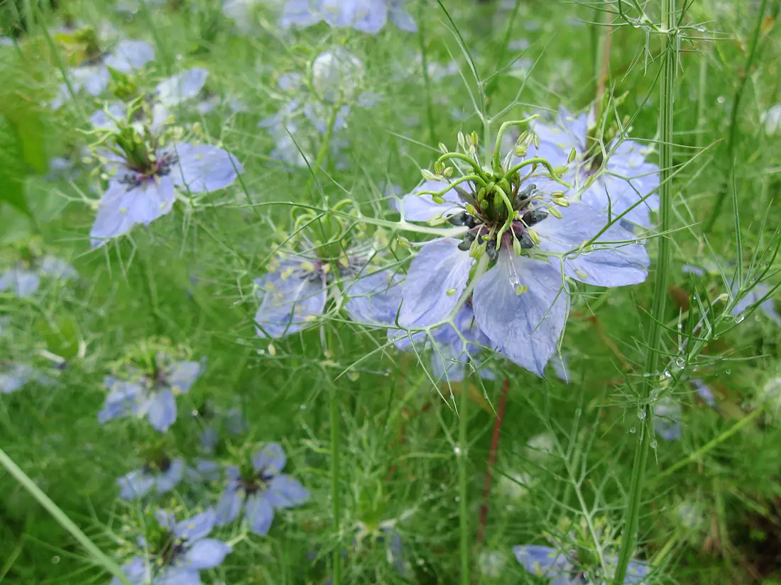 Love-in-a-Mist Flowers