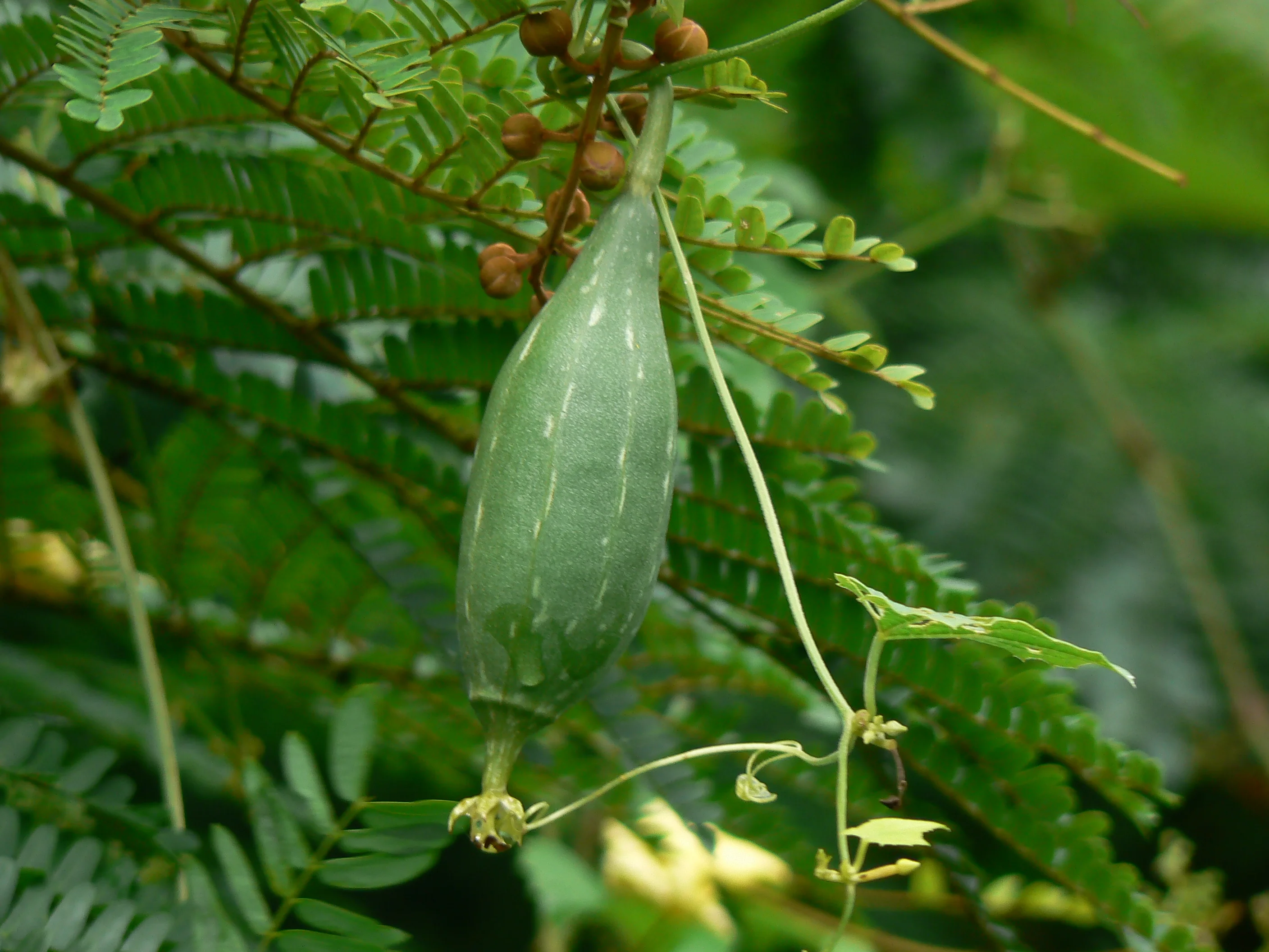 Luffa gourds