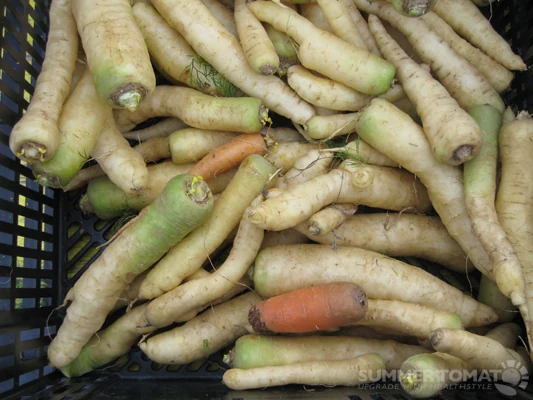 Lunar White Carrots