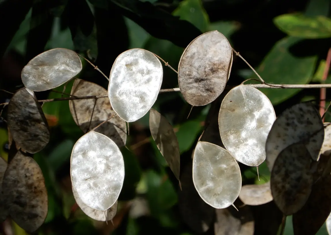 Lunaria Silver Dollar Flowers