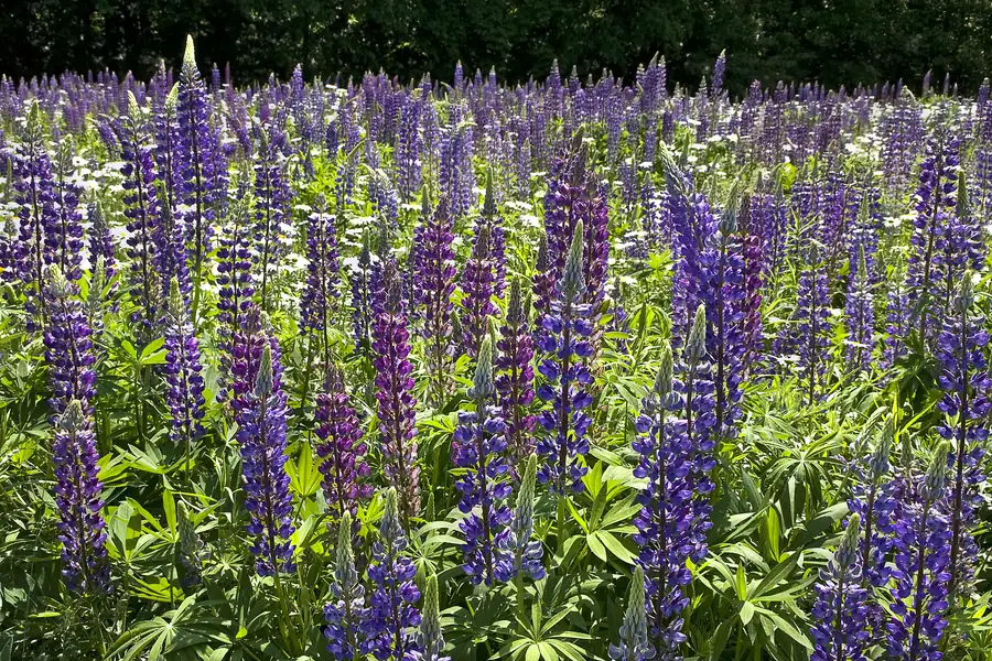 Arroyo Lupine Flowers