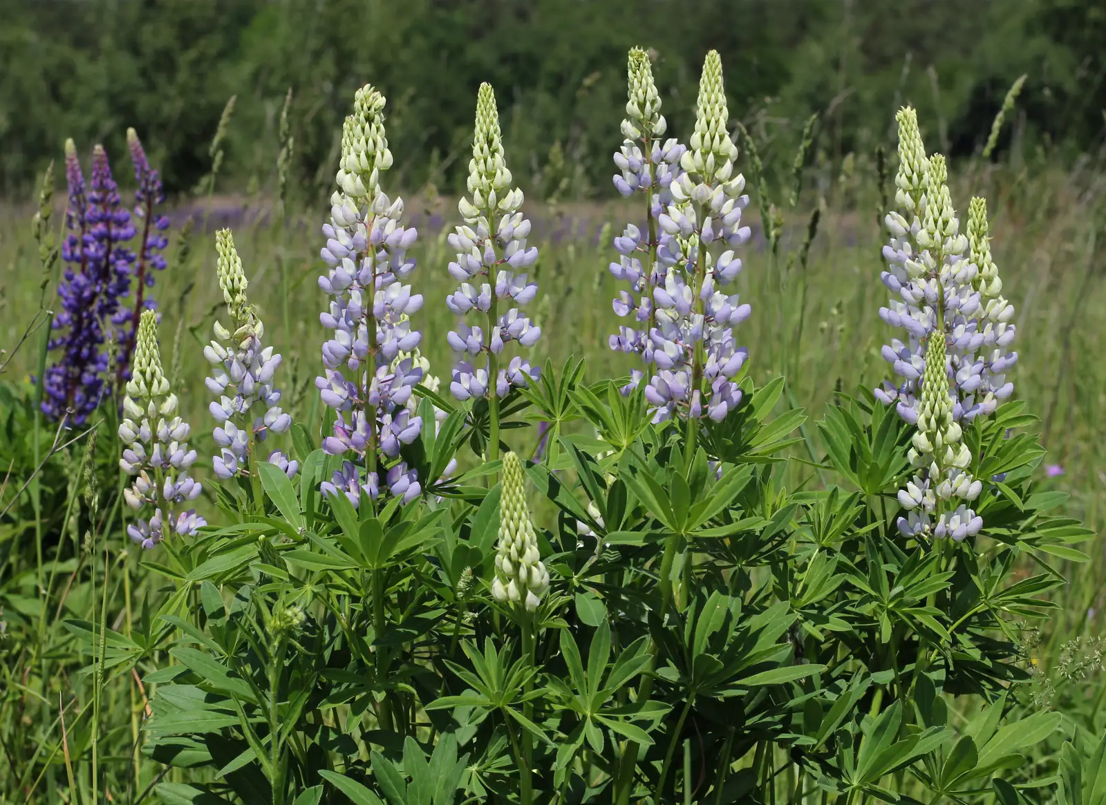 Pixie Delight Lupine Flowers