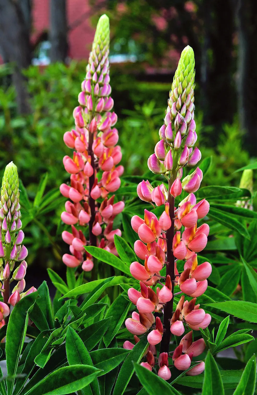 Russell Mix Lupine Flowers