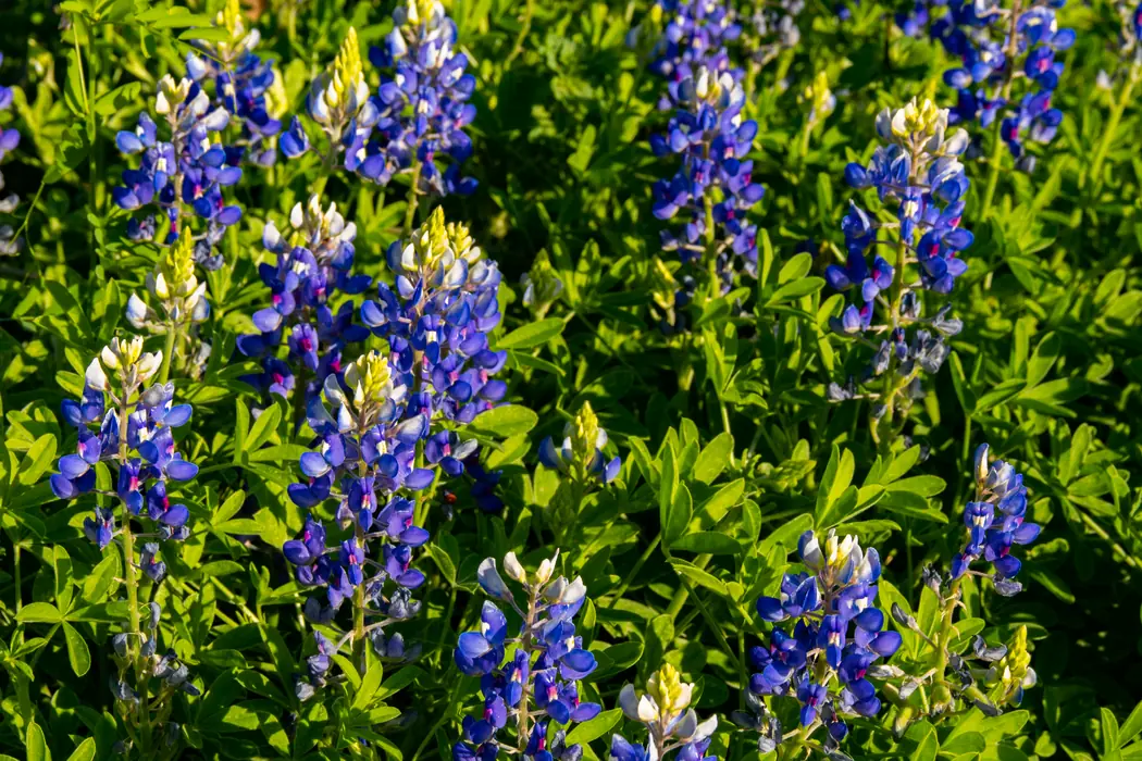 Texas Bluebonnet Lupine Flowers