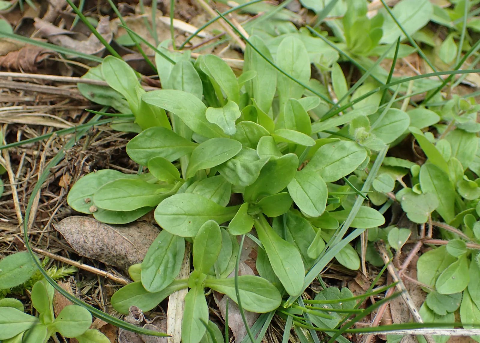 Dutch Lamb's Lettuce