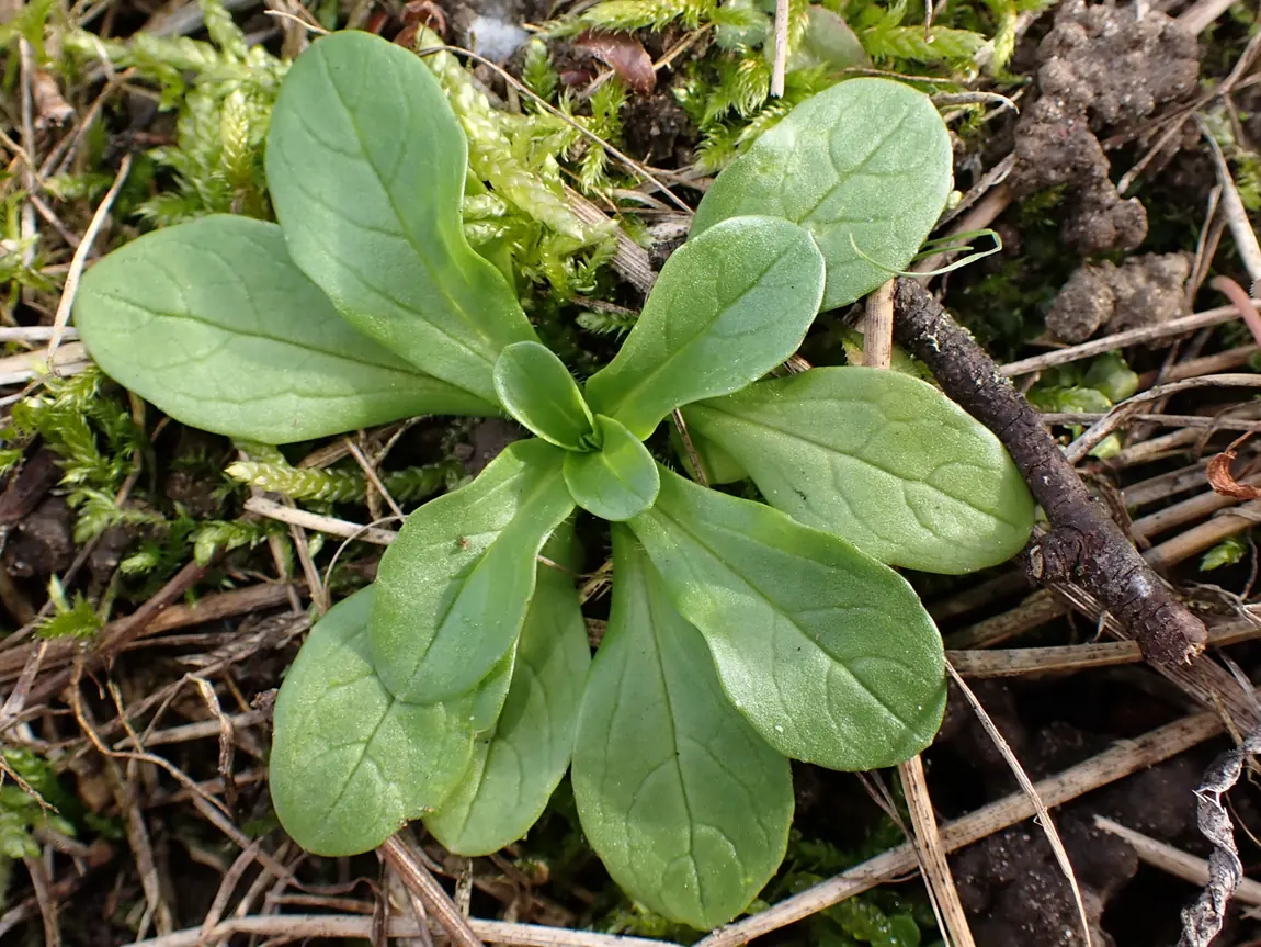 French Lamb's Lettuce