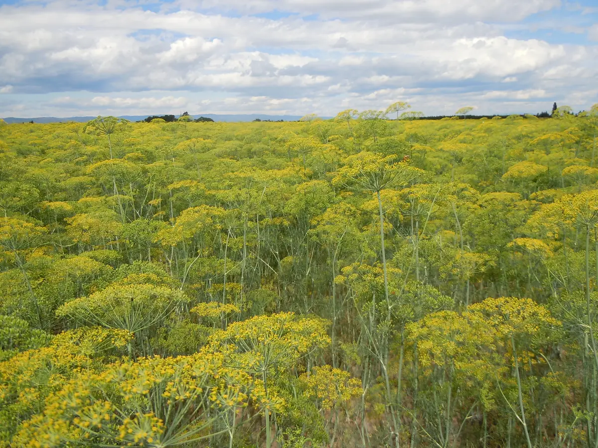 Mammoth Dill