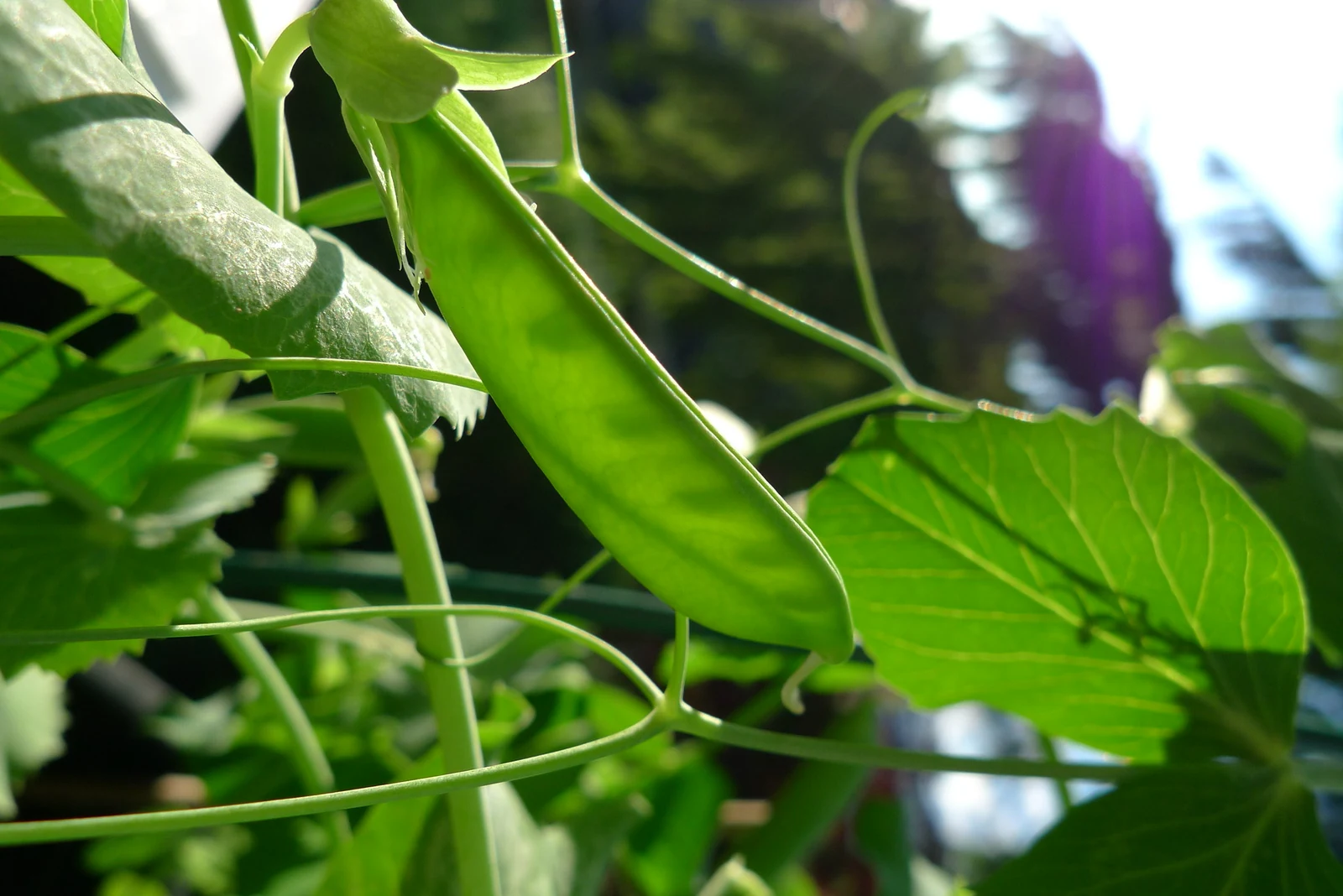 Mammoth Melting Sugar Snow Pea