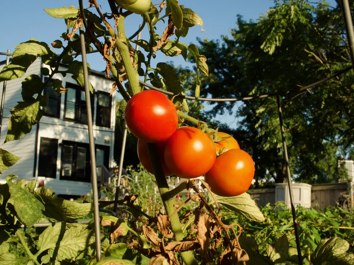 Manitoba Tomatoes